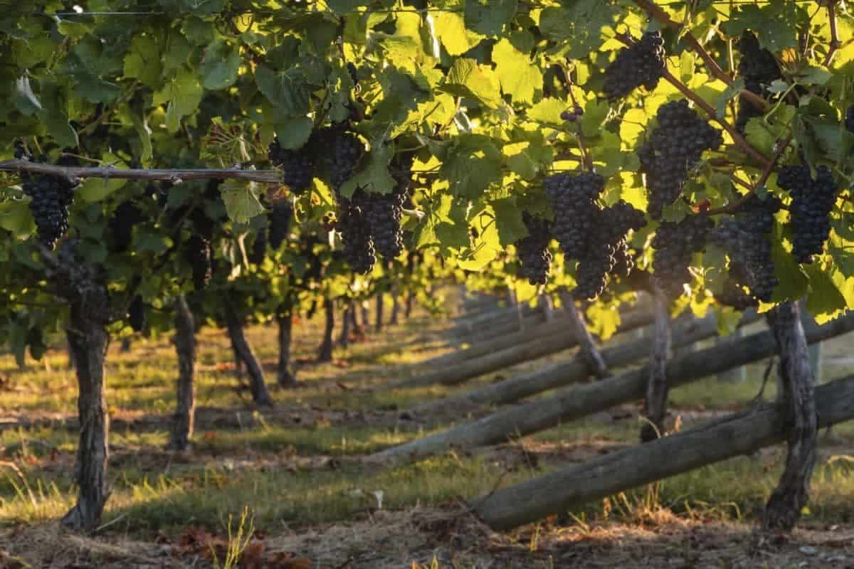 From classic french to new world innovation - Inspiring Wine